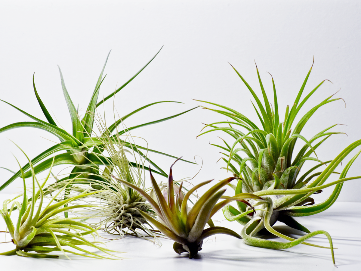 air plants
