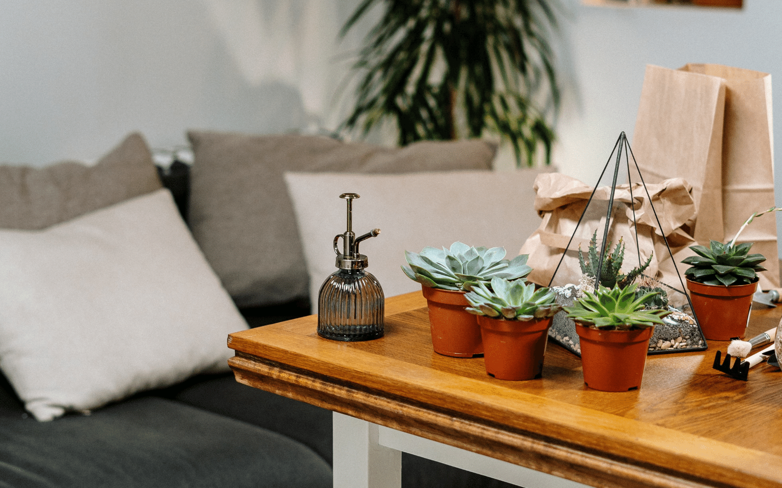 How to Fix Common Succulent Problems