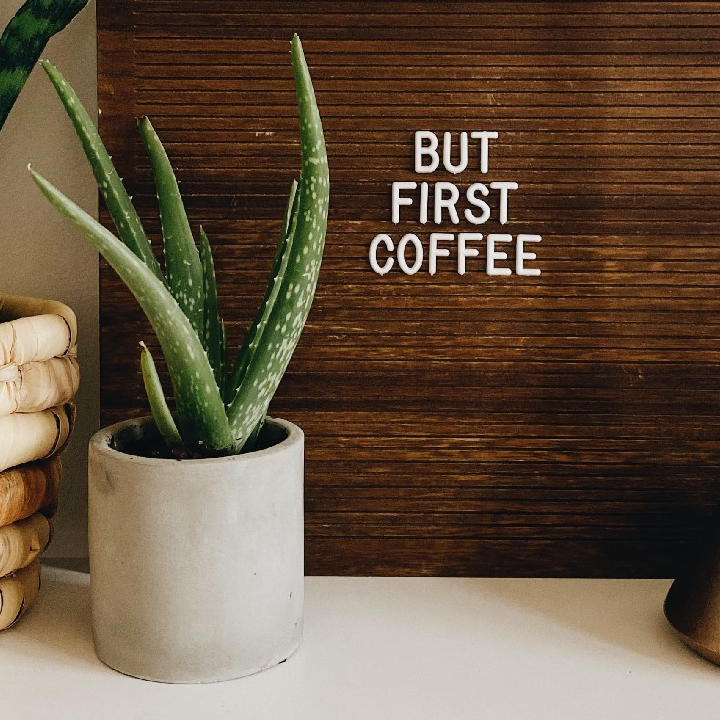 How to Care for your Aloe Plant: A Care Guide for Canadian Newbies