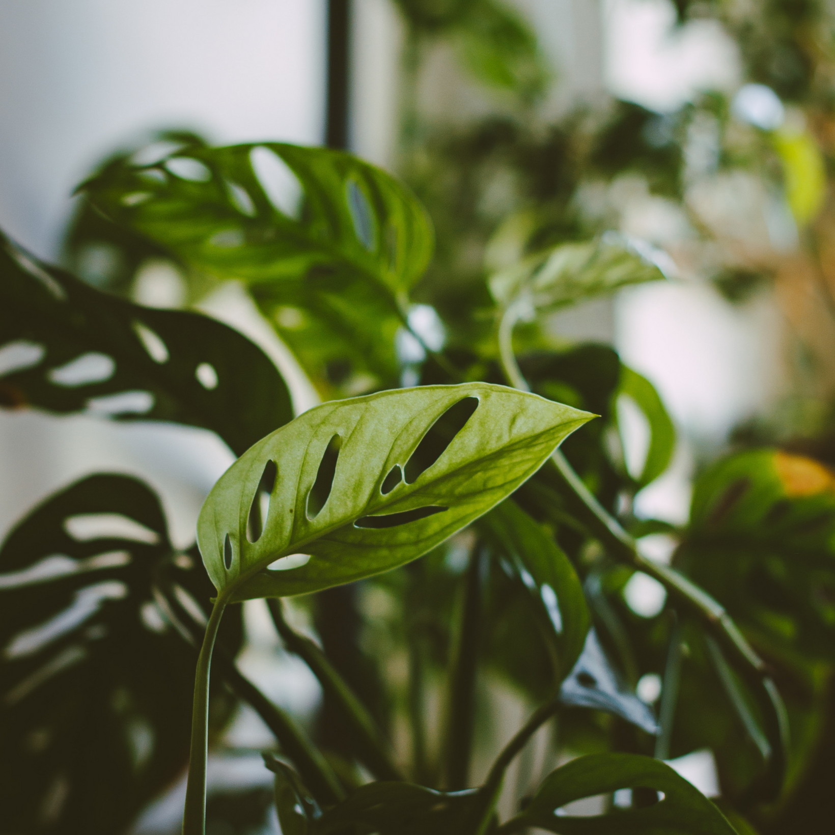 Monstera Adansonii Care Guide