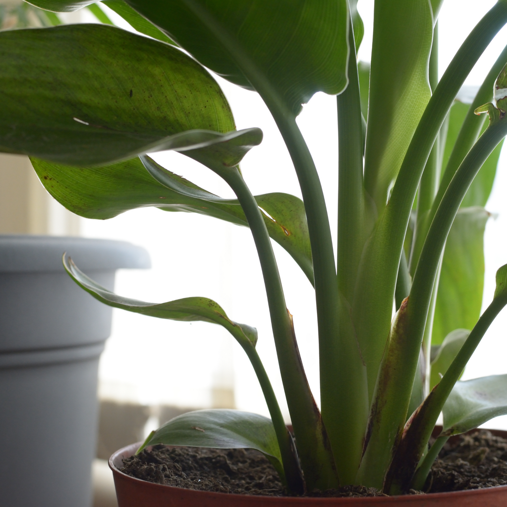 Bird of Paradise: Care Tips for This Regal Beauty