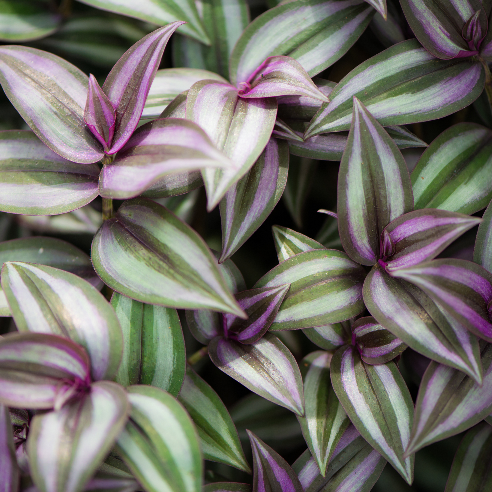 A Tradescantia Nanouk Care Guide