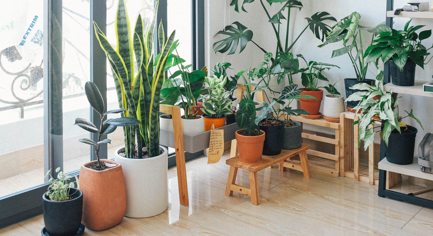 Air-purifying houseplants