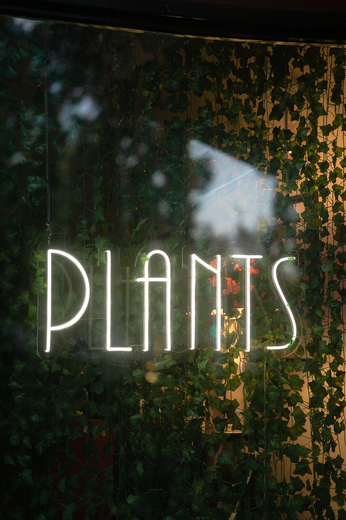 plant wall