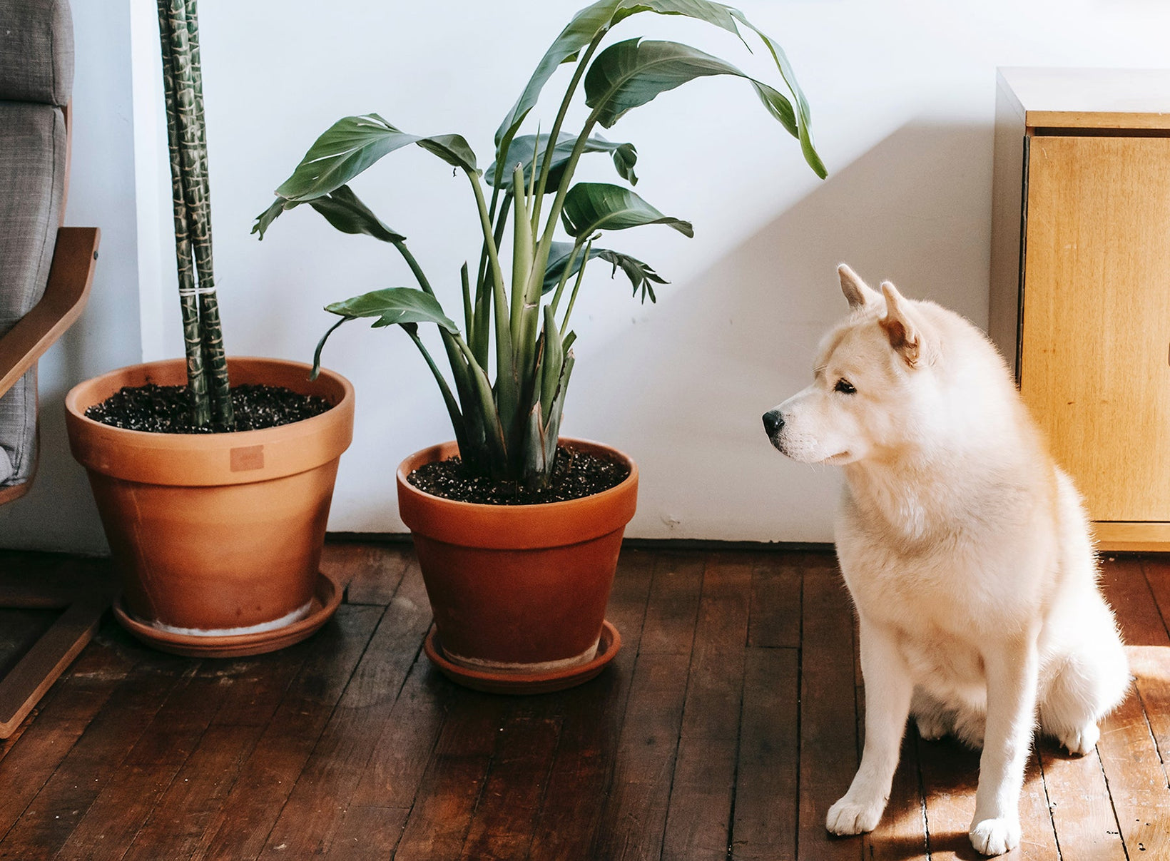 6 Houseplants That Are Safe for Your Pets
