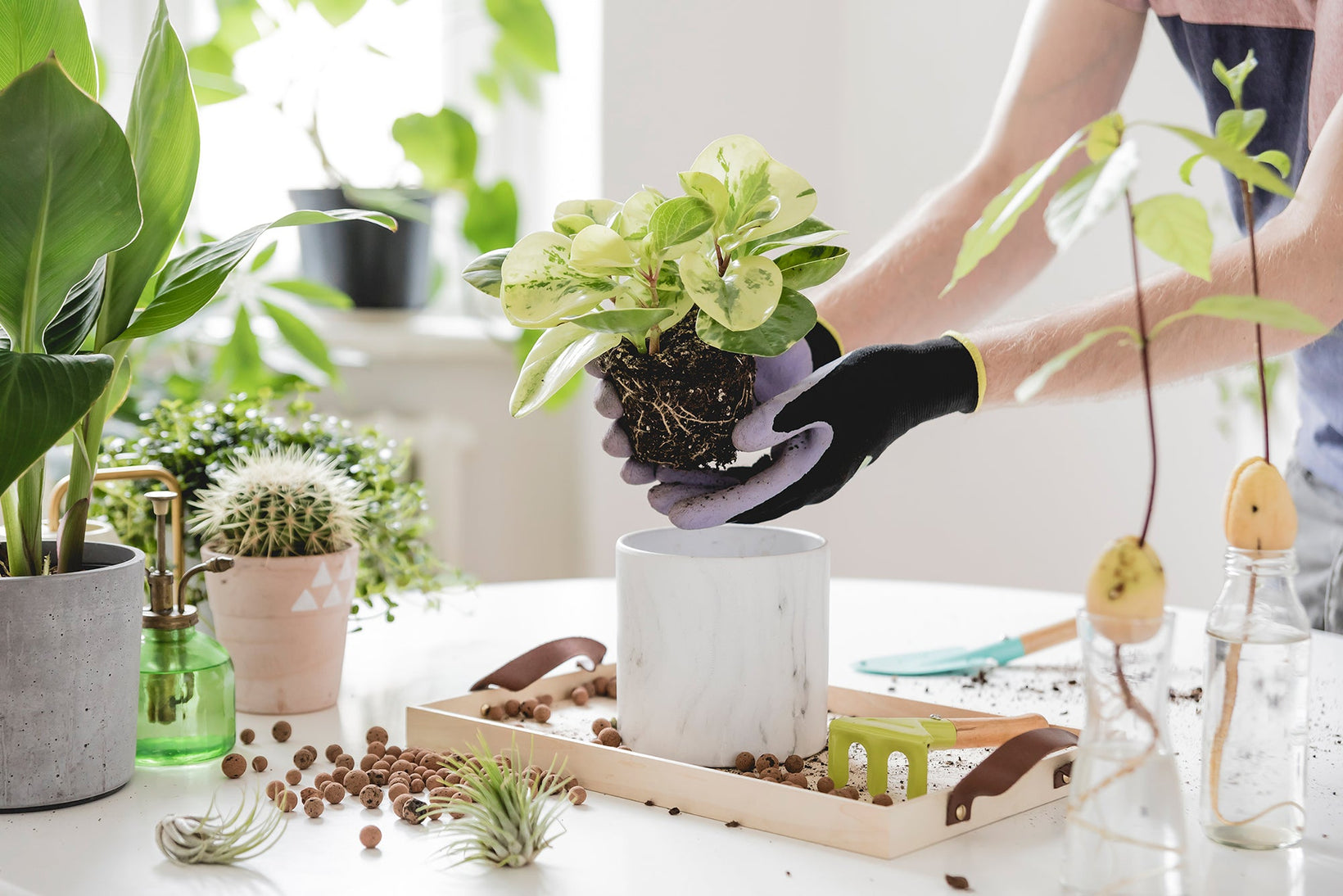 plant care routine