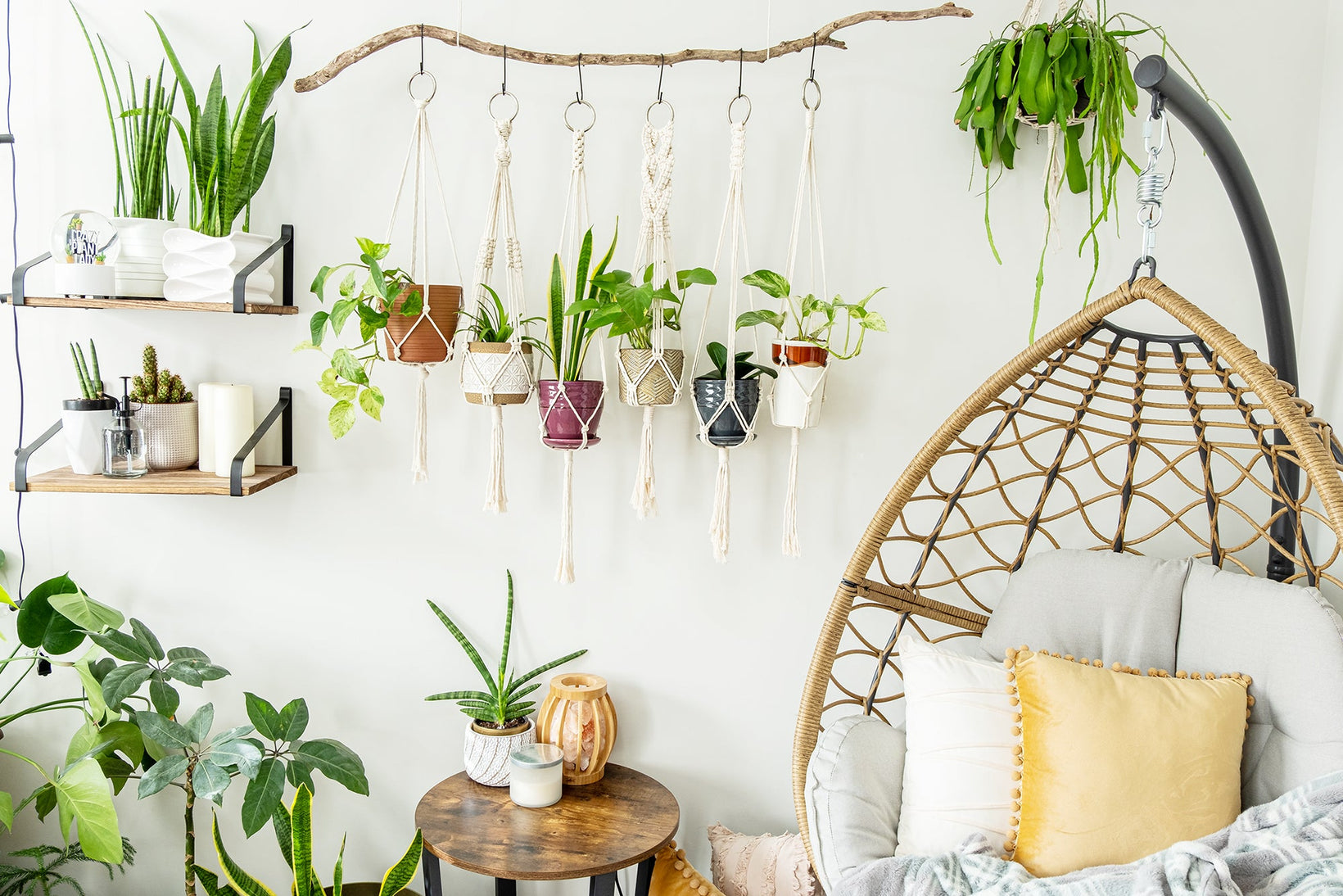 hanging plants