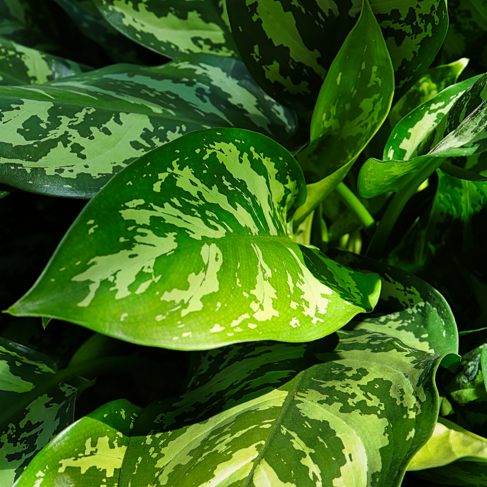 Chinese Evergreen up close. Notice the detail in its leaves.