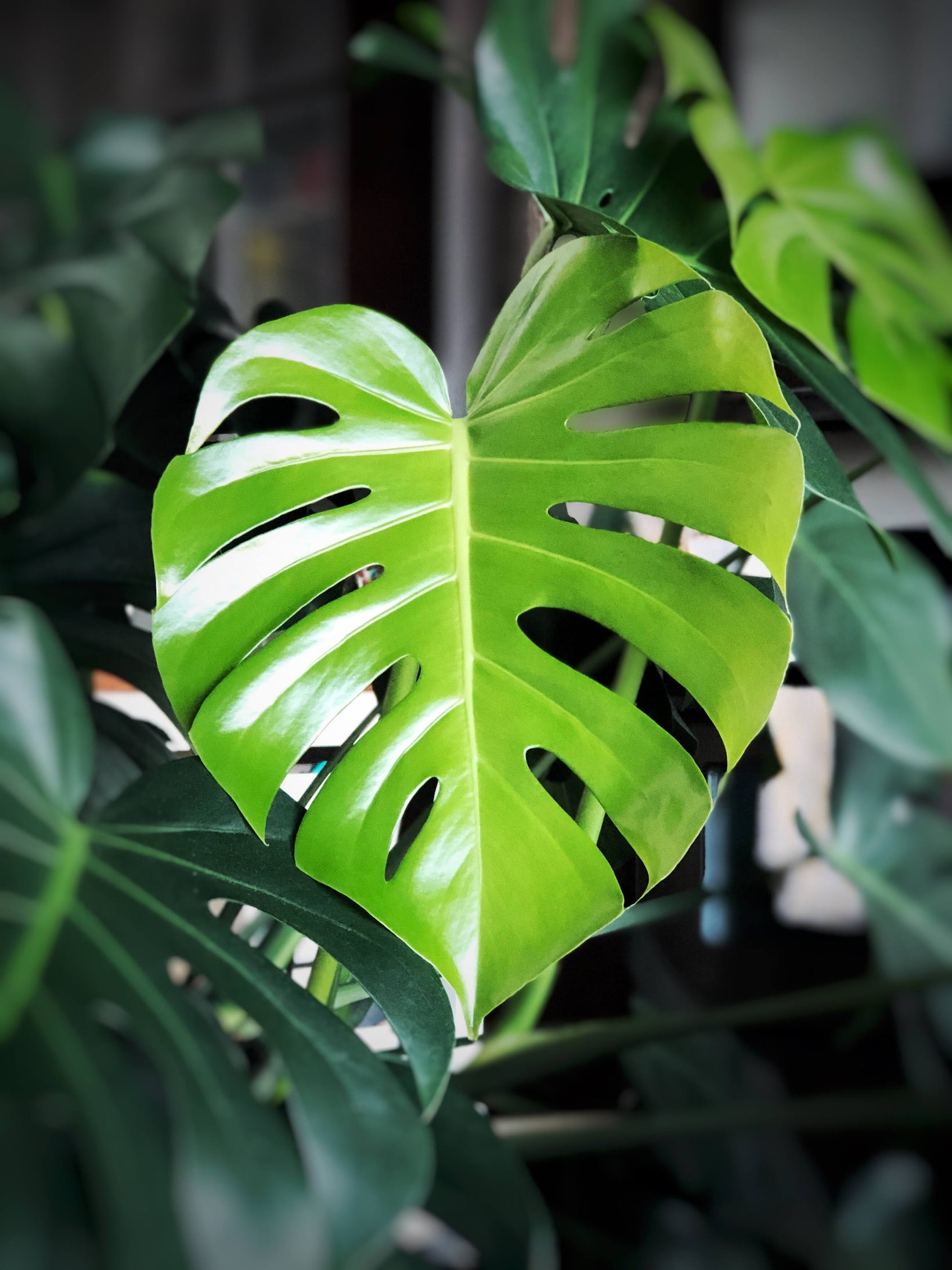 monstera deliciosa plant