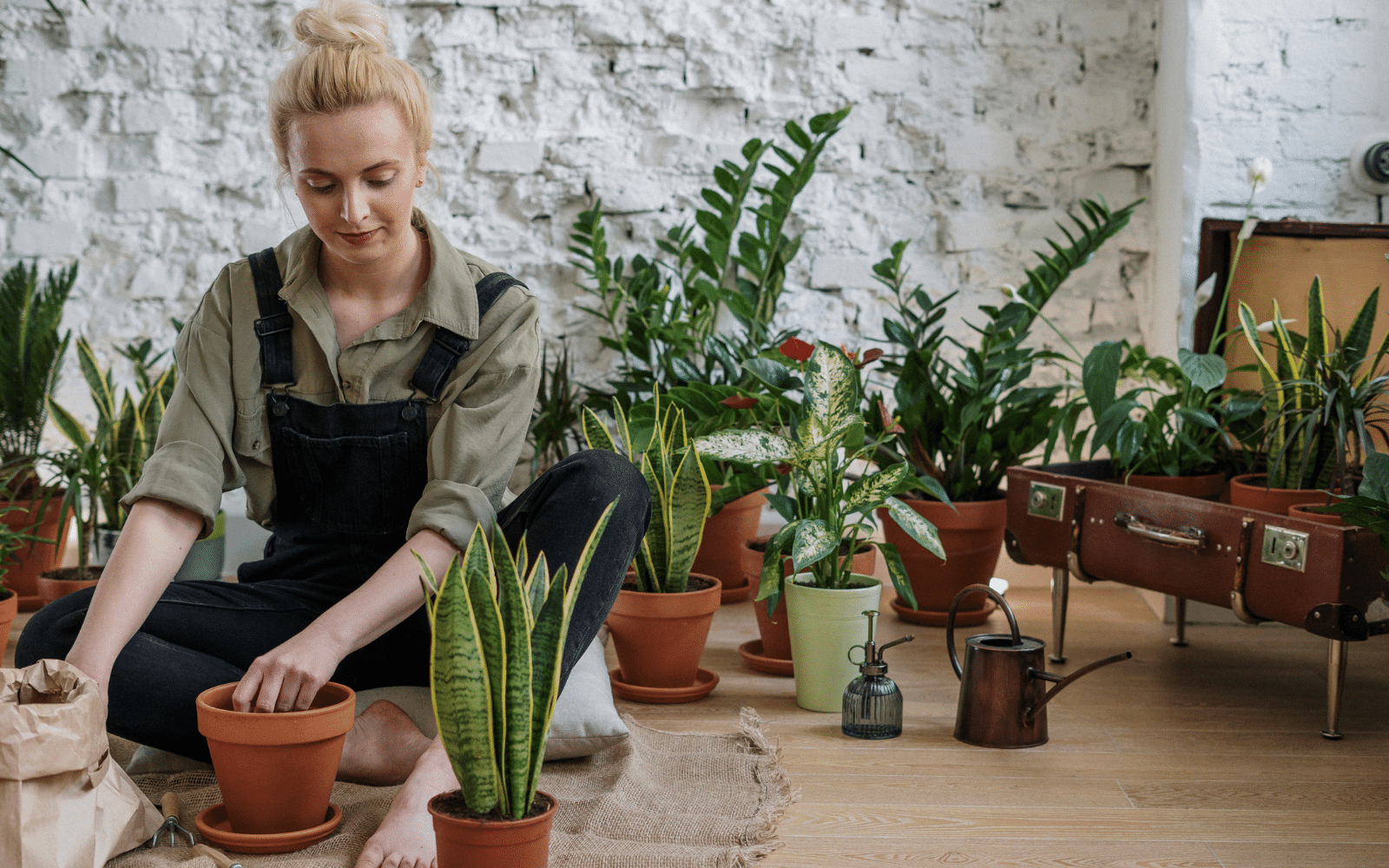 repotting succulents