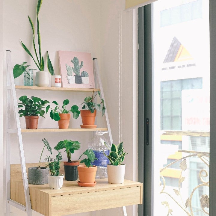 succulent light