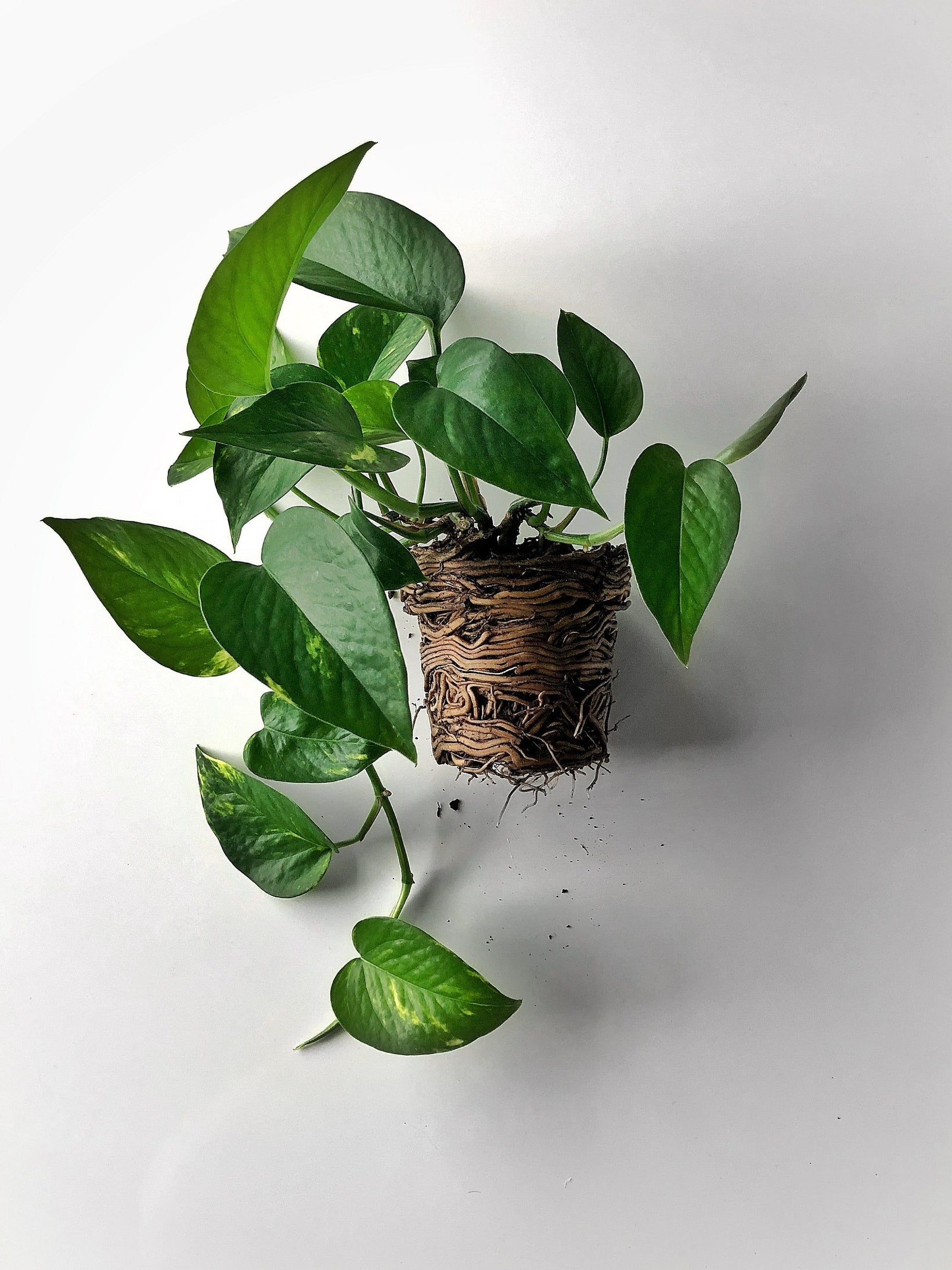 pothos plant