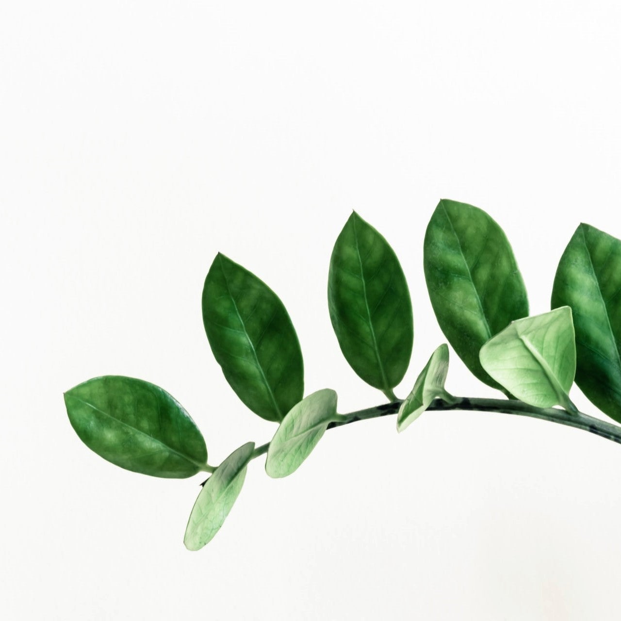 The ZZ Plant: A Beginner Plant Lover's Dream