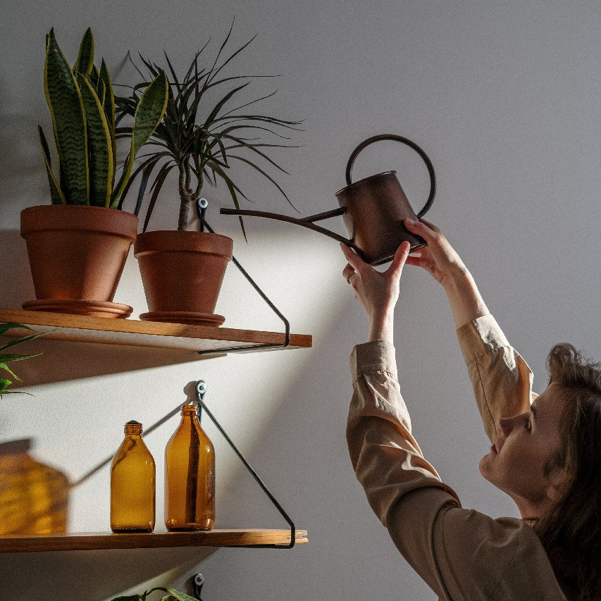 watering succulents
