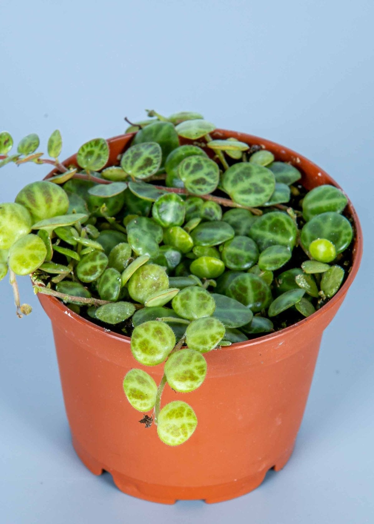 String of Turtles