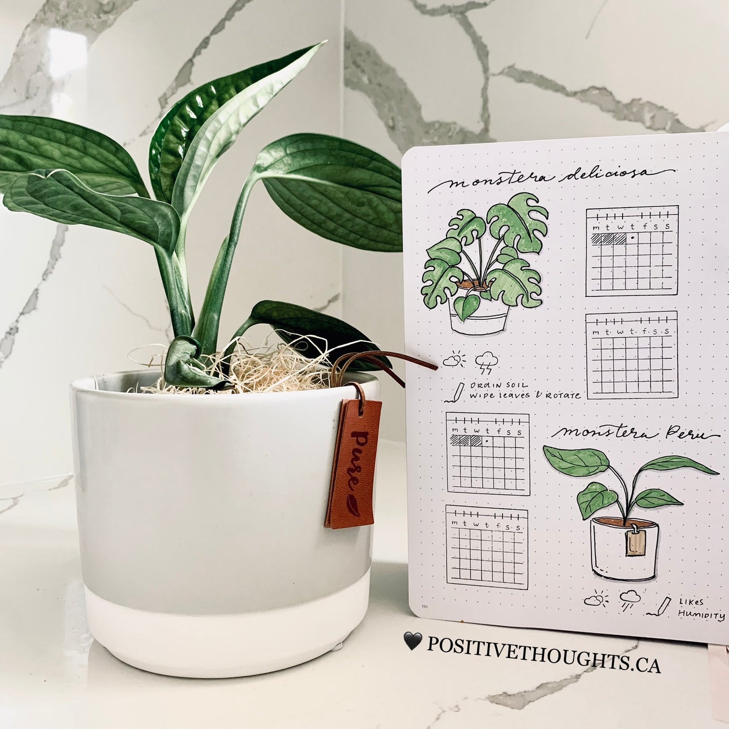 journaling with plants
