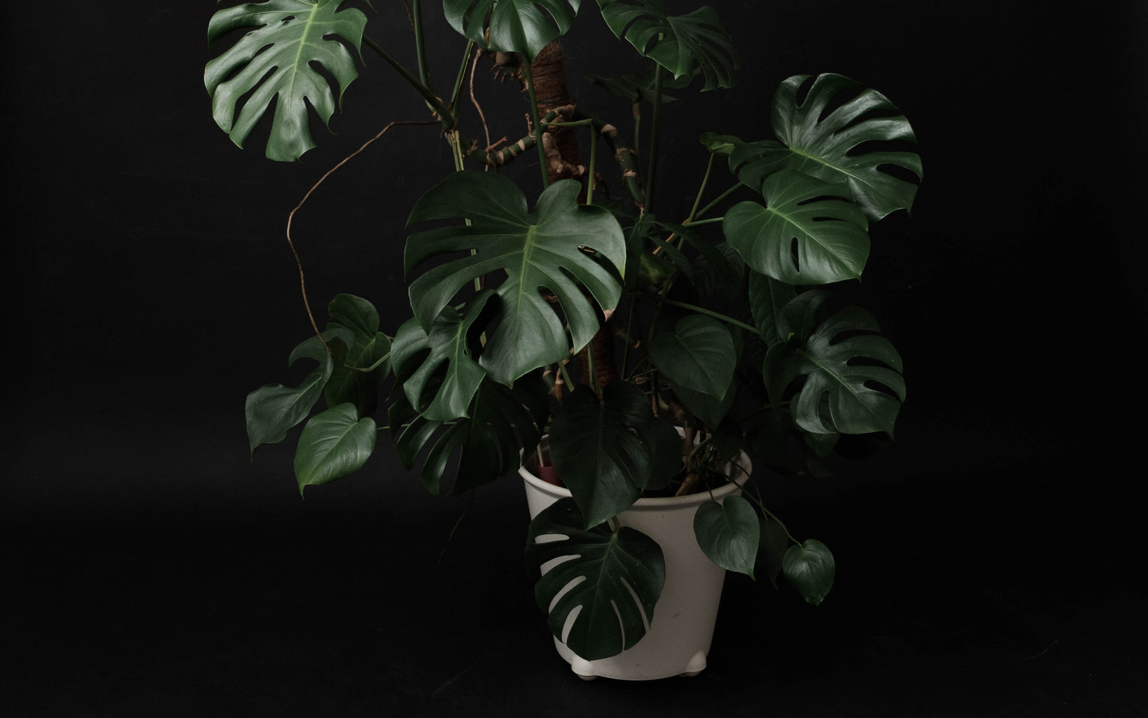 Succulents That Can Survive Low-Light Homes