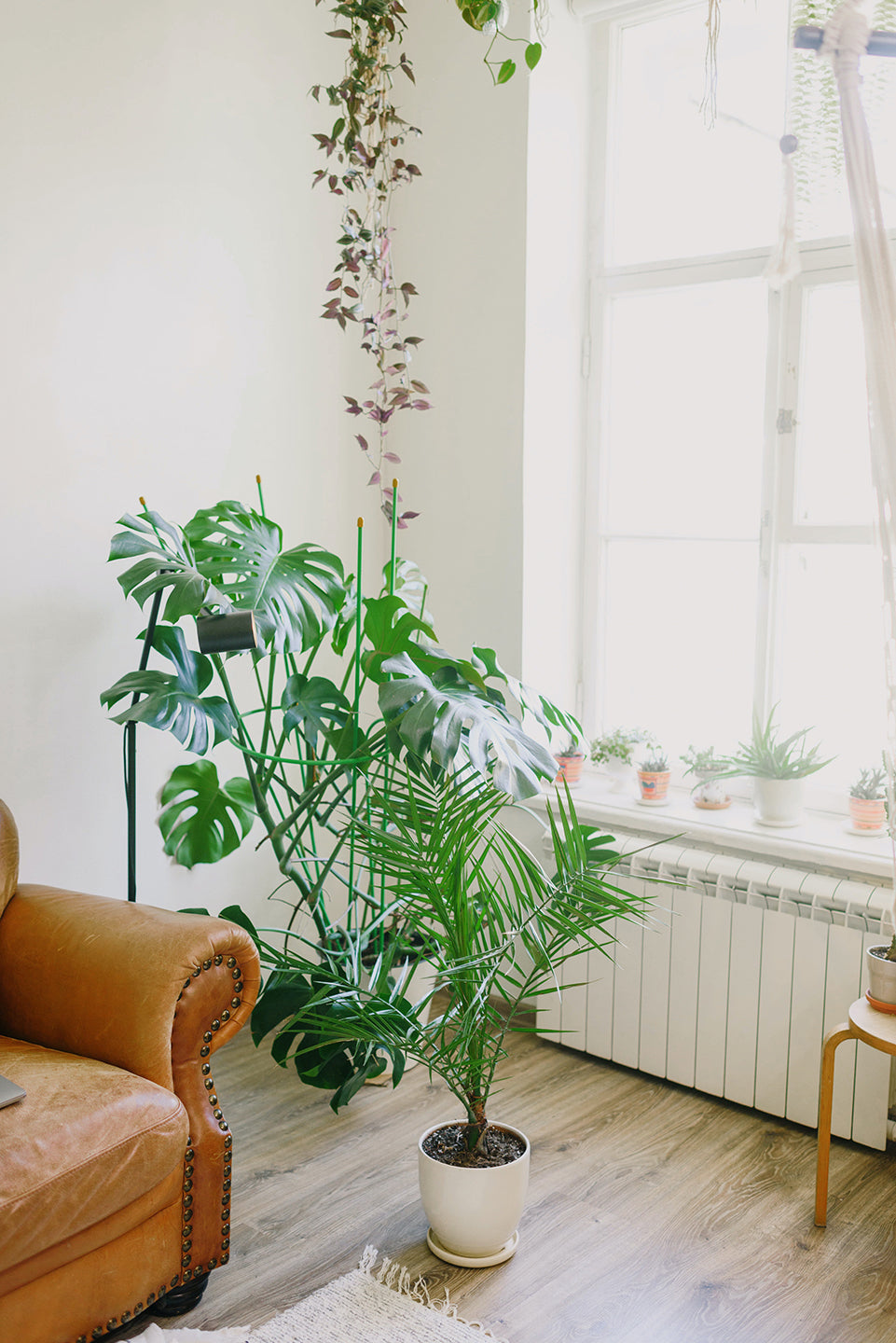 House plants in a window. Some are hanging and others are on top of a table soaking up the light.