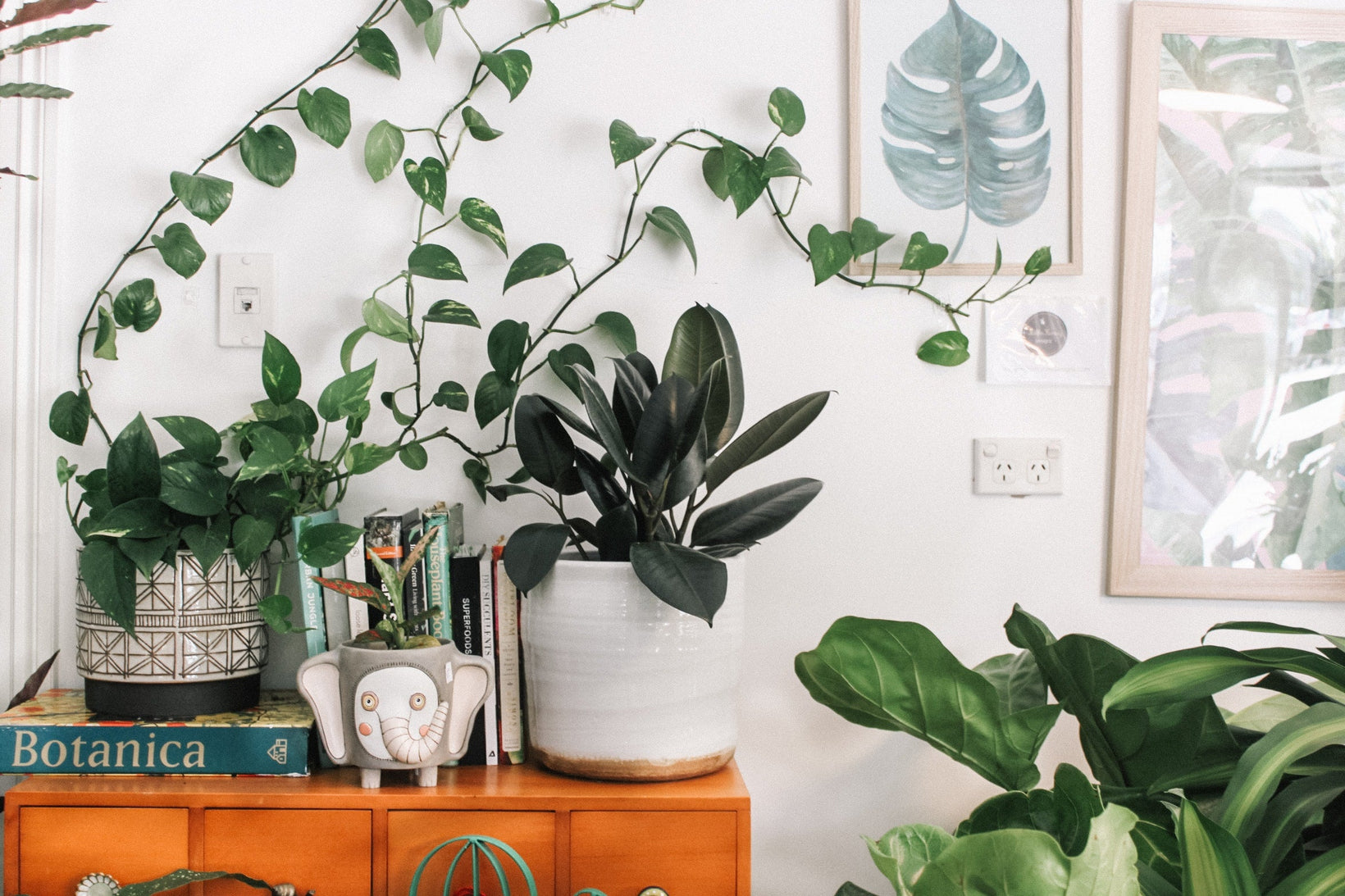 plant table
