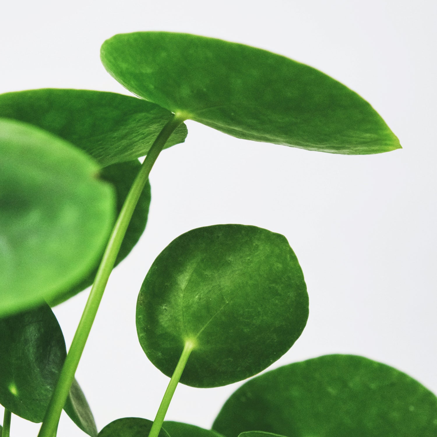 How to Care for Your Pilea Pepermioides