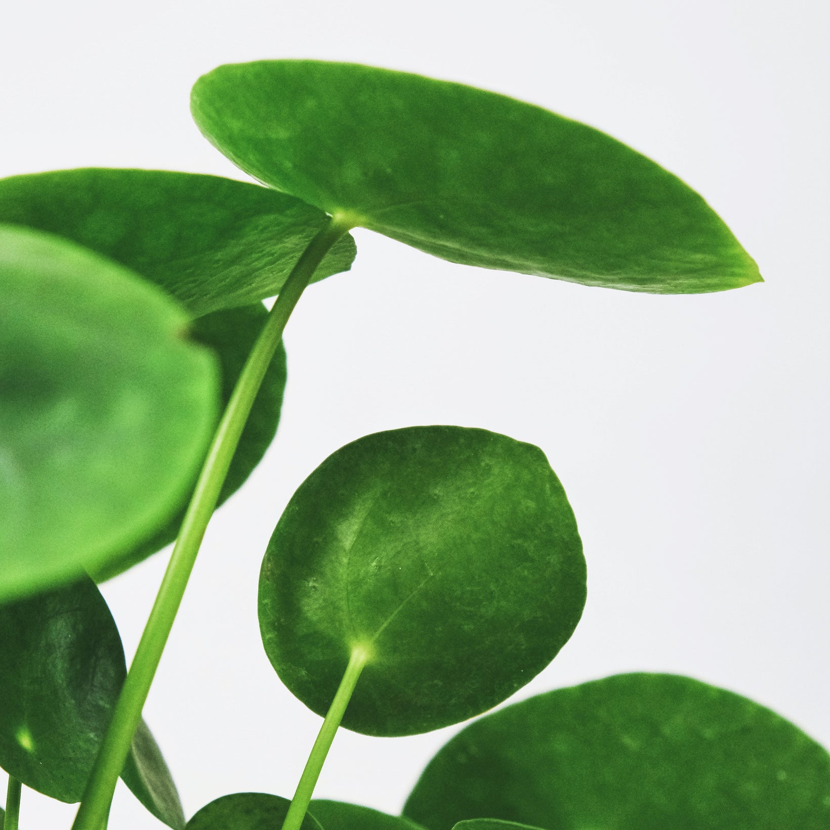 How to Care for Your Pilea Pepermioides