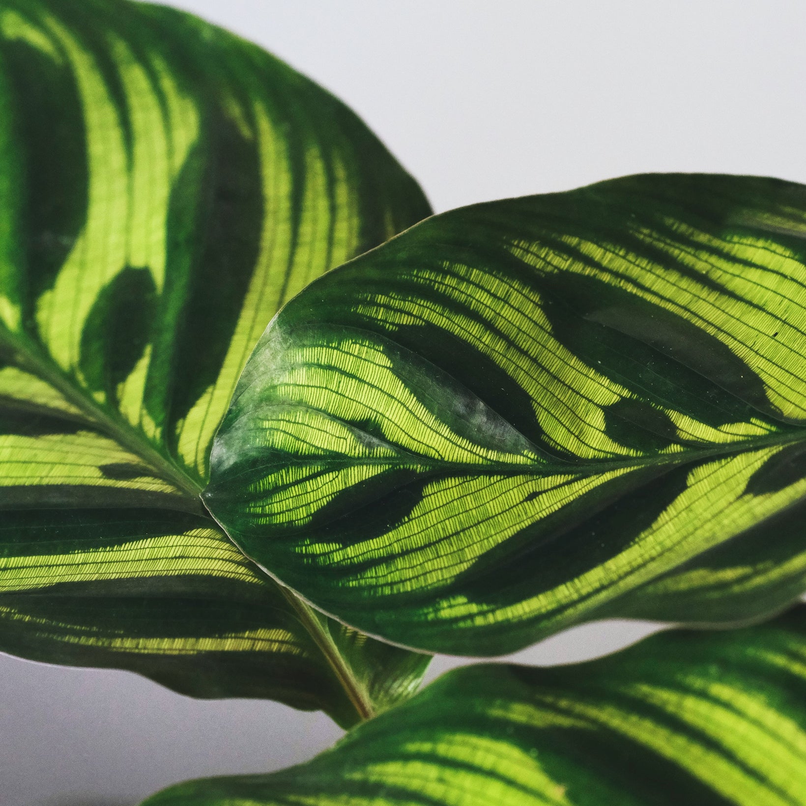 Low-Light Beauties: The Calathea Care Guide