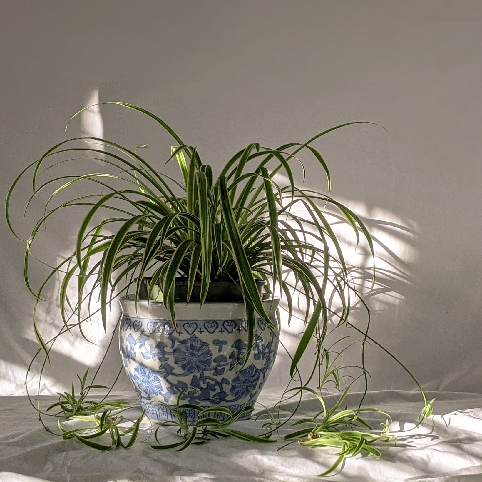 Care Guide: How to Tend to Your Spider Plant
