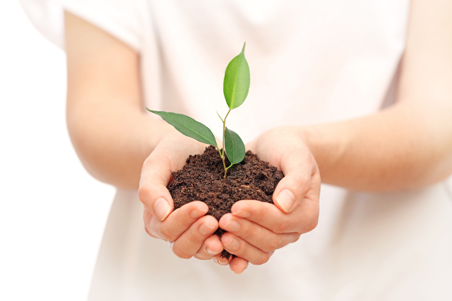 Woman holding a growing plant