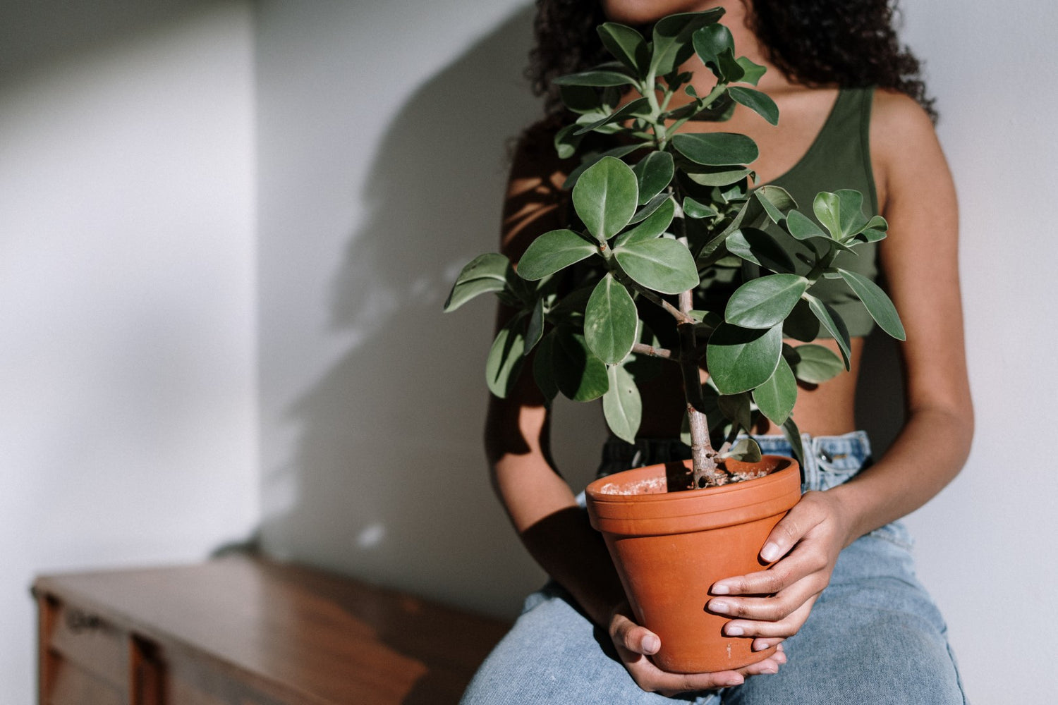 Low Light Plants