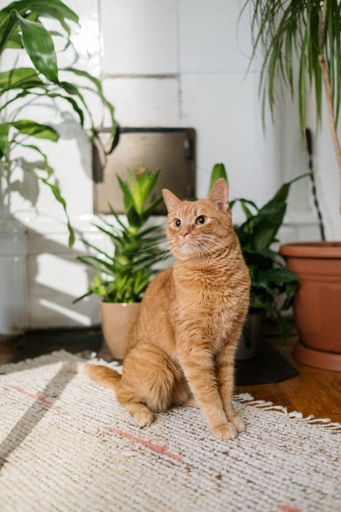 healthy houseplant delivery to homes across Canada