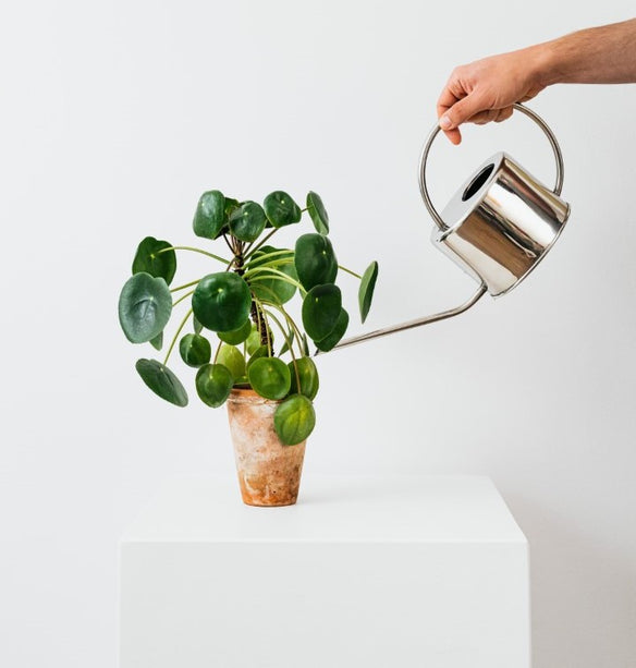 healthy houseplant delivery to homes across Canada