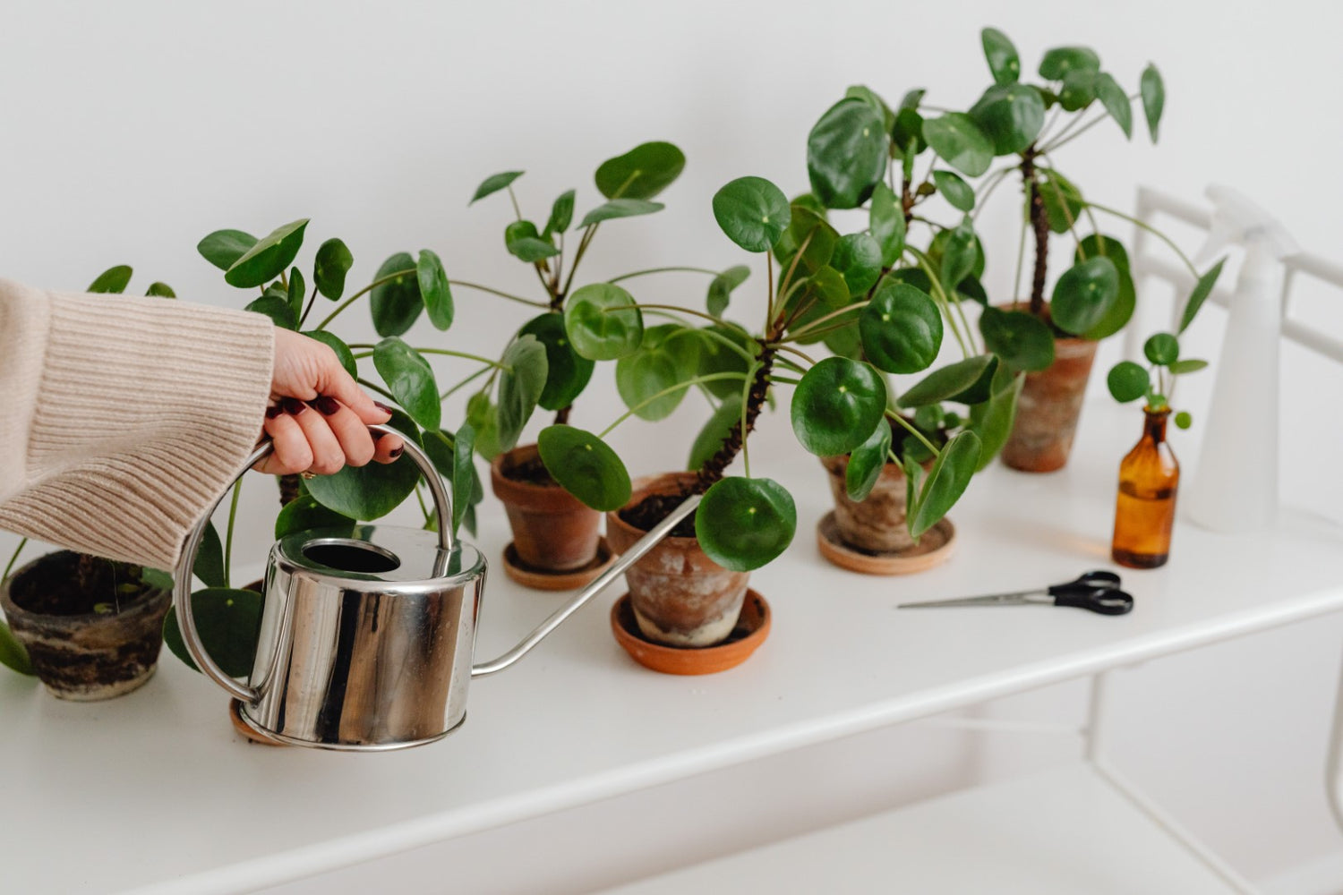 Care guides and plant tips and tricks