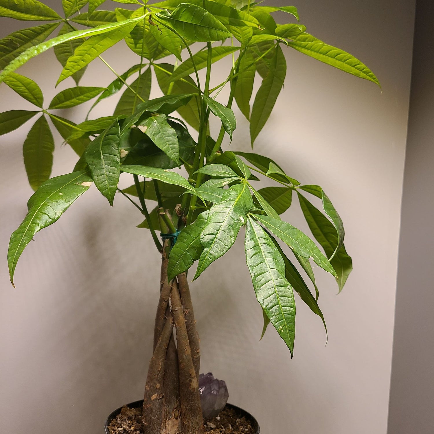 The Plant of Luck and Abundance: How to Care for Your Money Tree