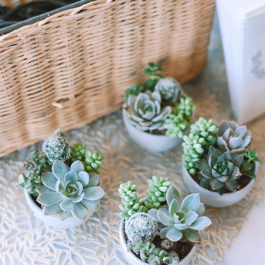Five Indoor Succulents for Canadian Homes