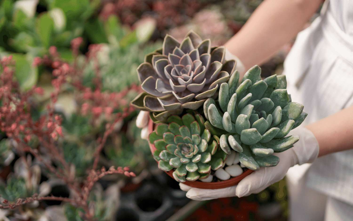 How to Care for Your Echeveria