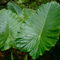 Alocasia Calidora (Elephant Ear Plant) Care Guide