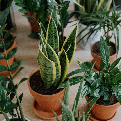 Snake Plant Care: A Guide for Canadian Newbies