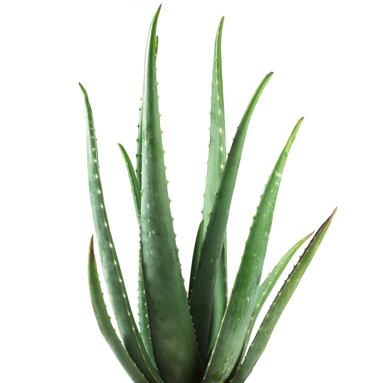How to Grow an Aloe Vera Plant