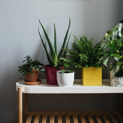 Best Succulents for the Canadian Black Thumber
