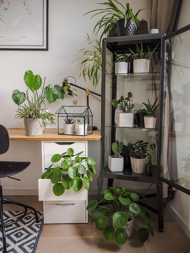 plant shelf