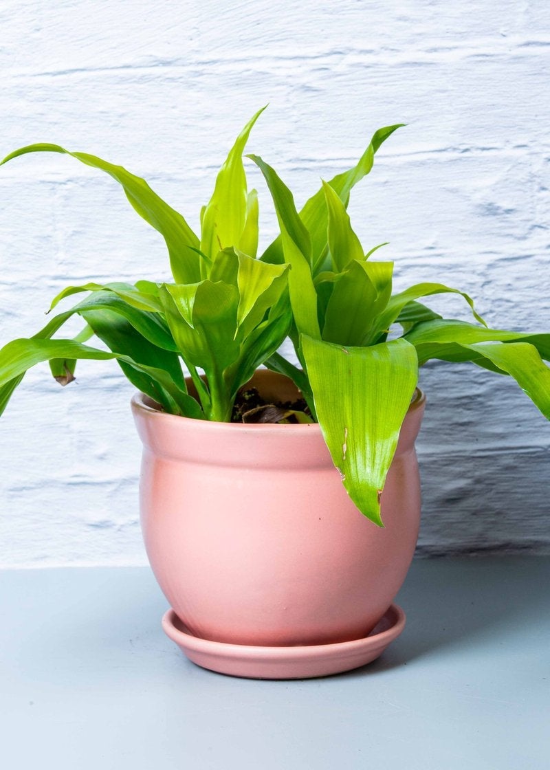 Dracaena plant in a pink pot