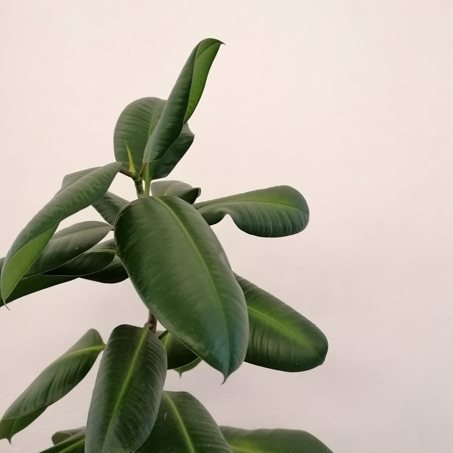 How to Grow a Rubber Plant