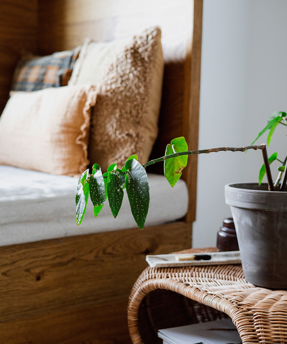 houseplant in a bedroom