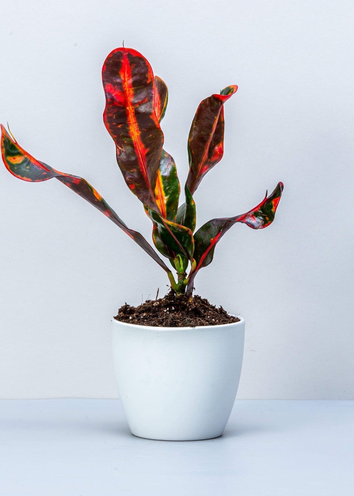 Croton Mammy Plant in a white pot.