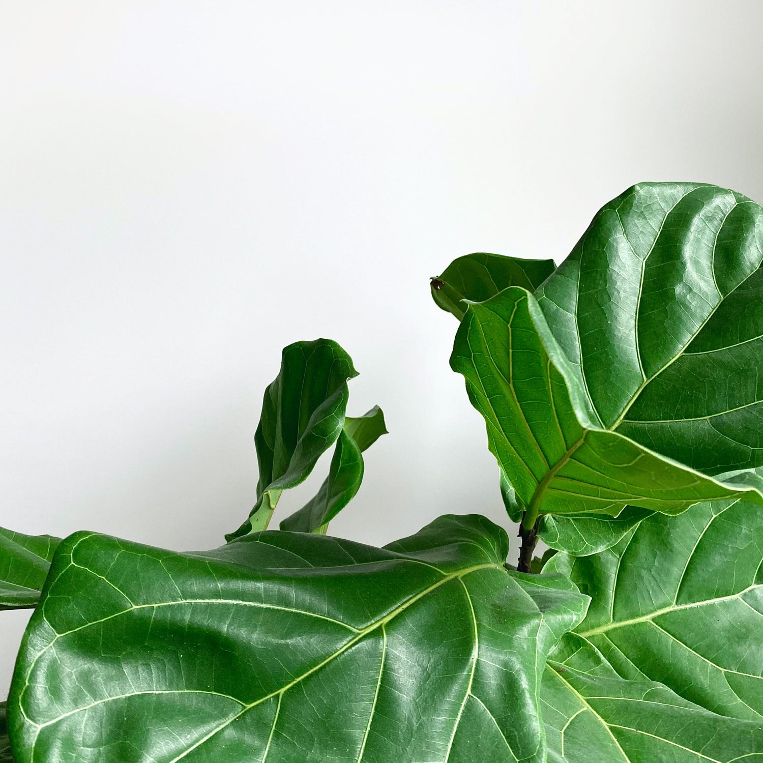 Fiddle Leaf Fig Care Guide