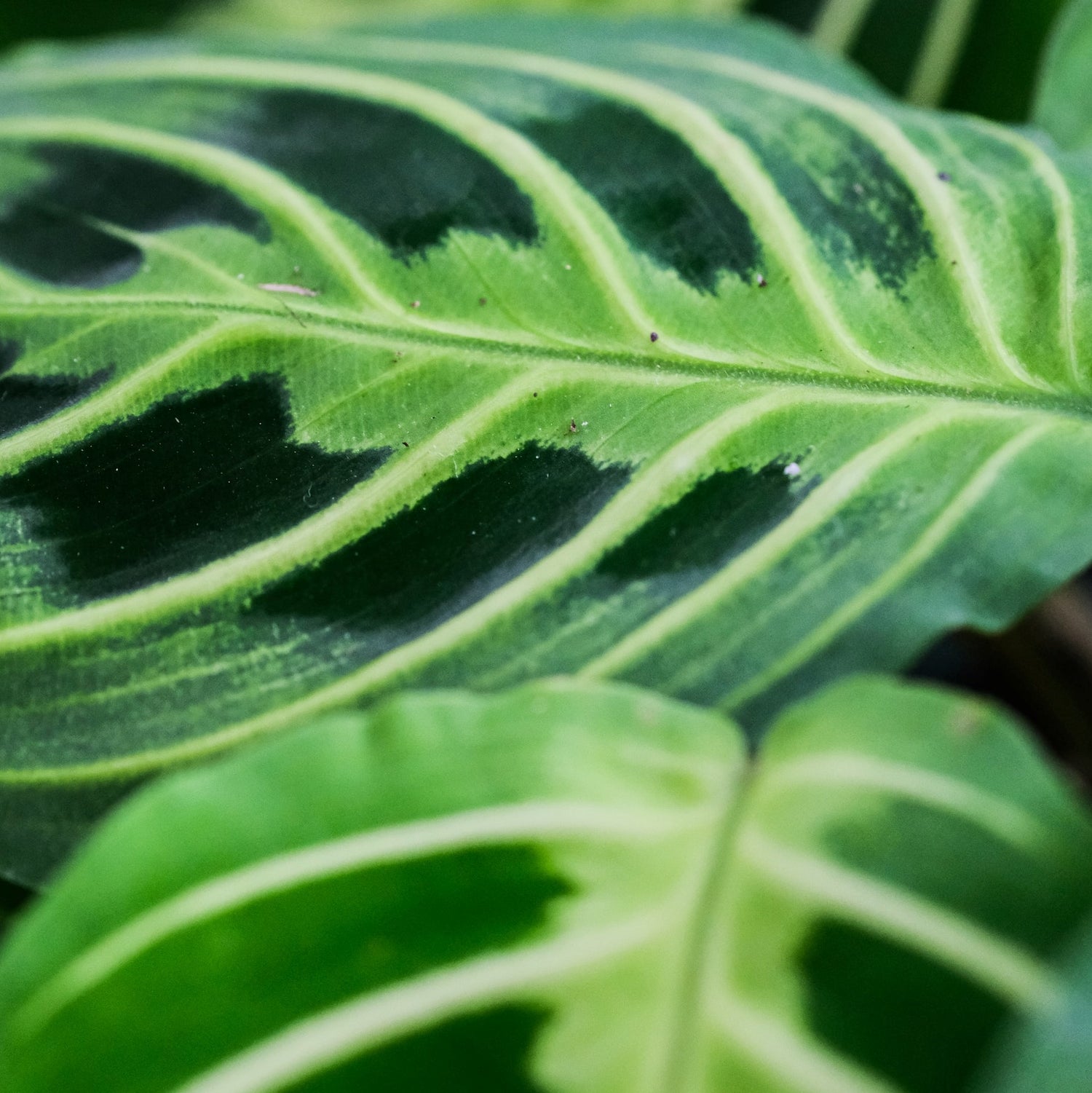 Top Tips to Care for Your Prayer Plant