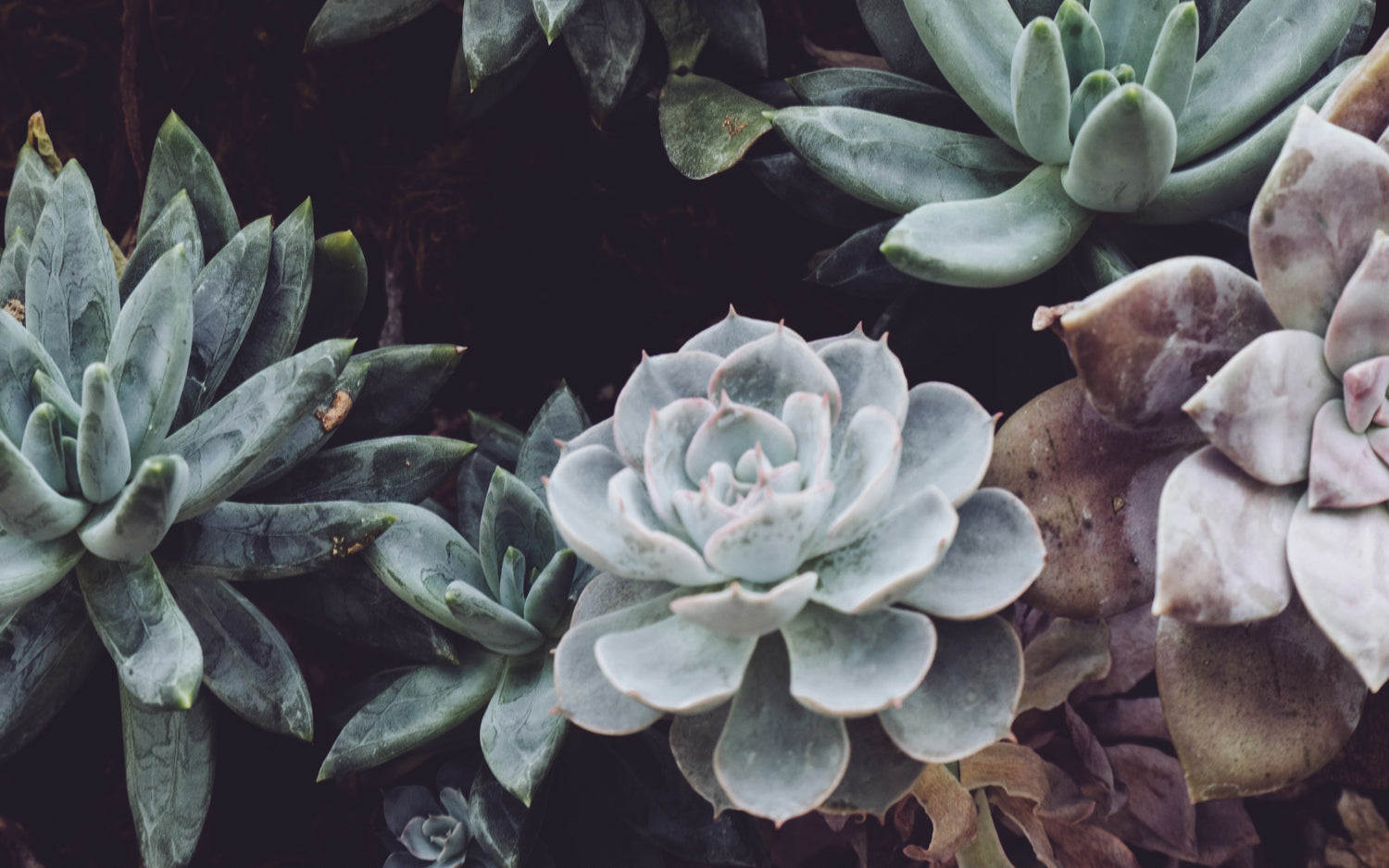 Why Succulents Turn Brown or Yellow
