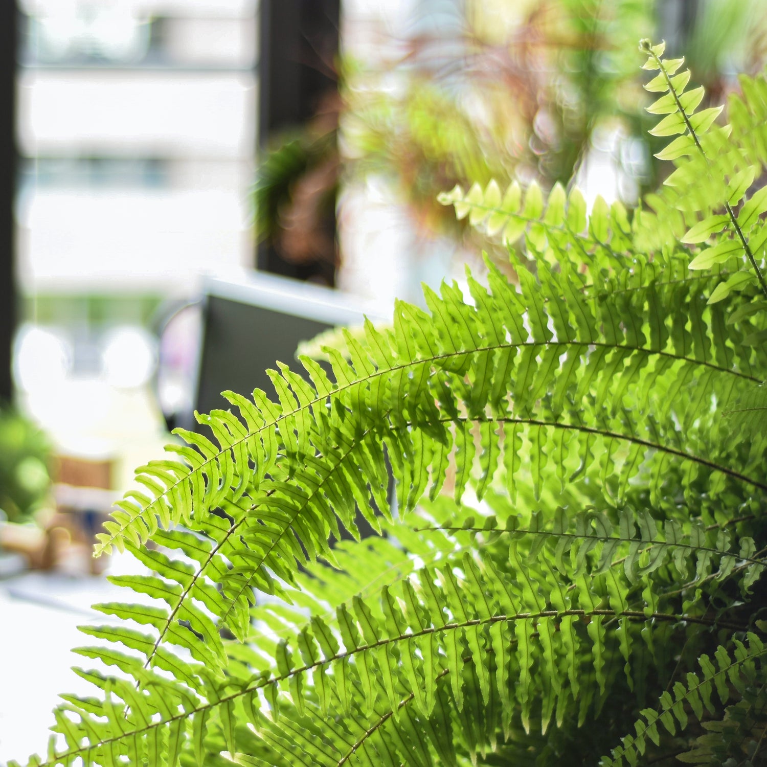 How to Care For Your Boston Fern