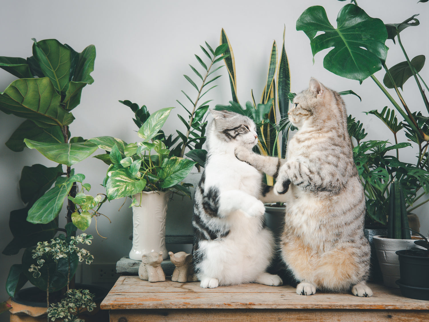 Shop Cat-Friendly Houseplants