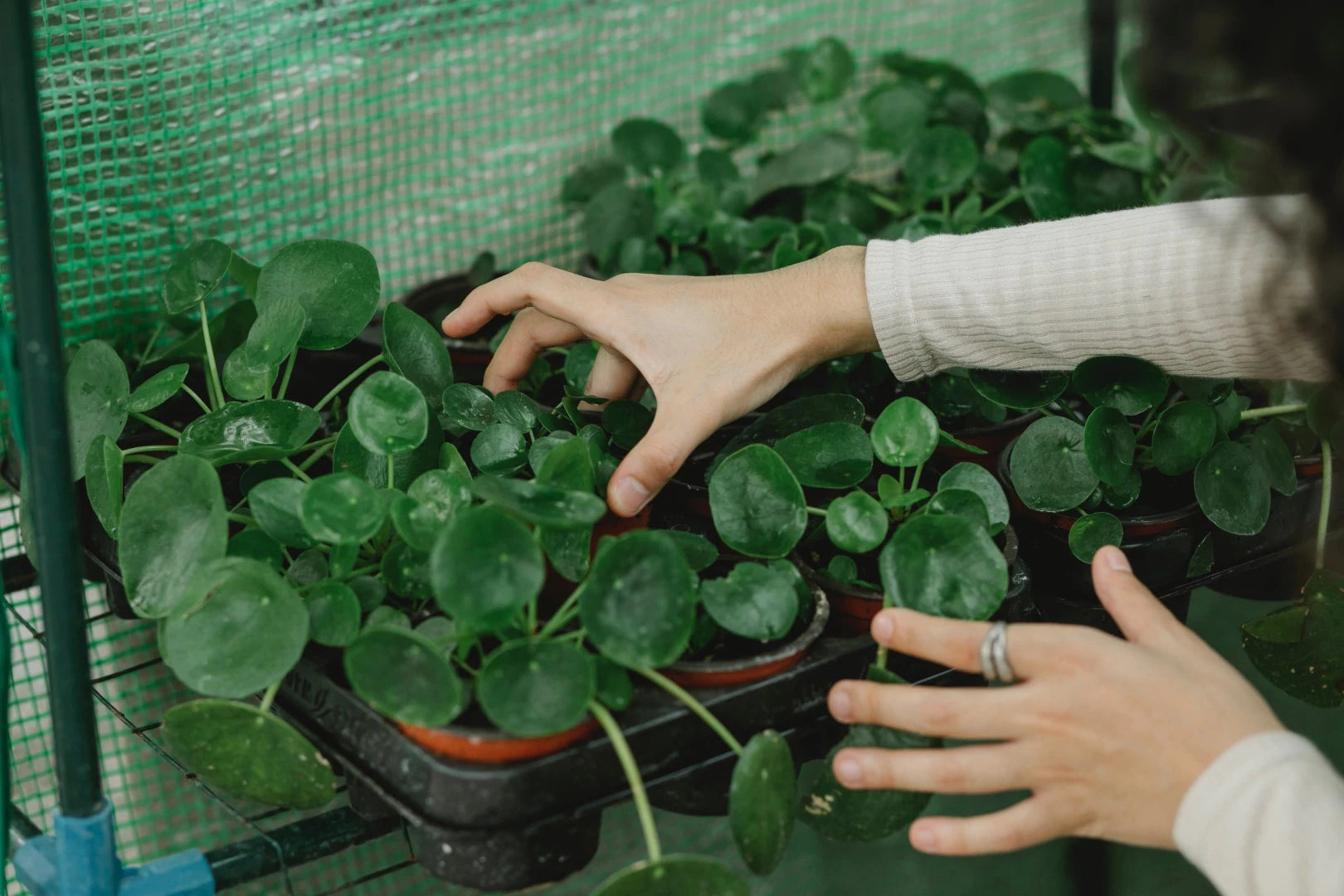 houseplant delivery right to your doorstep